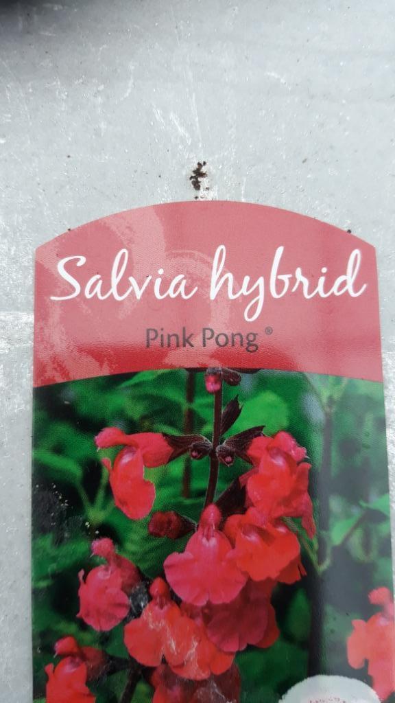 Salvia Ping Pong 0.60 € per plant, Tuin en Terras, Planten | Tuinplanten, Vaste plant, Bodembedekkers, Volle zon, Ophalen