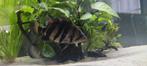 Datniode Sumatra aa grade 20 cm 150 euro, Animaux & Accessoires, Poissons | Poissons d'aquarium