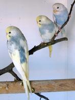 Grasparkieten, Dieren en Toebehoren, Vogels | Parkieten en Papegaaien