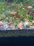 Vuurgarnaal, Dieren en Toebehoren, Vissen | Aquariumvissen