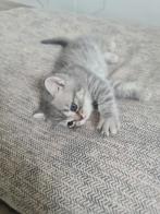 Brits korthaar kittens (laatste 1!), Plusieurs animaux, Vermifugé, 0 à 2 ans