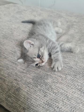 Brits korthaar kittens (laatste 1!) beschikbaar voor biedingen