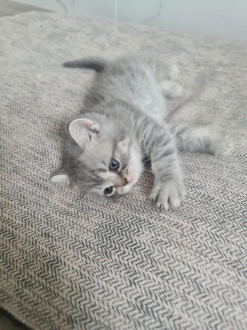 Brits korthaar kittens (allen gereserveerd), Dieren en Toebehoren, Katten en Kittens | Raskatten | Korthaar, Meerdere dieren, 0 tot 2 jaar