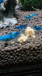 Neocaridina Blue dream oranje eyes (EO), Dieren en Toebehoren