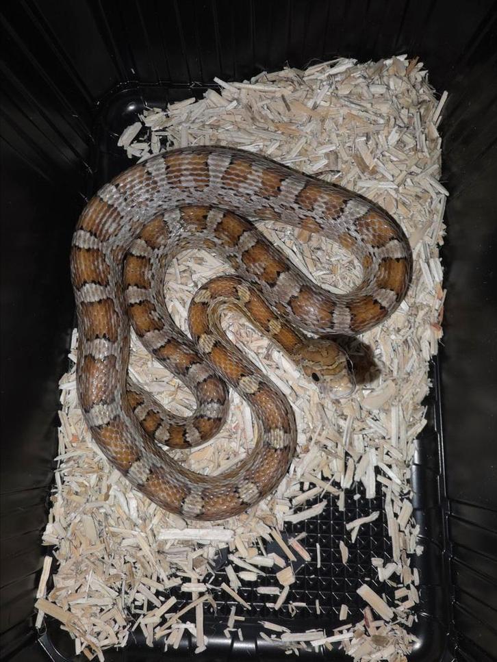 Halfvolwassen caramel korenslang mannetje, Dieren en Toebehoren, Reptielen en Amfibieën, Slang, 0 tot 2 jaar, Tam