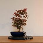 Acer palmatum 'deshojo' bonsai, Tuin en Terras, Planten | Bomen, In pot, Minder dan 100 cm, Halfschaduw, Lente