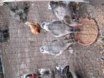 Toulouse gans, Dieren en Toebehoren, Ophalen