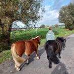 Shetlander merrie (bruin) van 2013 ( 106,5 cm), Dieren en Toebehoren, Merrie, A pony (tot 1.17m), Gechipt, 11 jaar of ouder