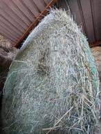 Hooi 1ste snee in bollen, Animaux & Accessoires, Chevaux