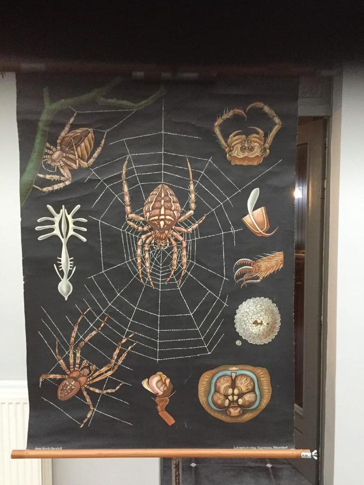 Carte Scolaire Rétro - Araignée - Carte 377, Maison & Meubles, Accessoires pour la Maison | Décorations murale, Utilisé, Enlèvement ou Envoi