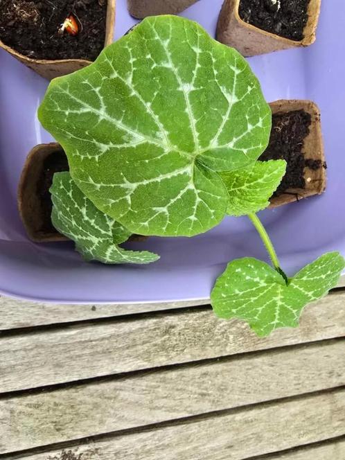 pompoen plantjes, Tuin en Terras, Planten | Tuinplanten, Herfst, Ophalen