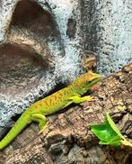 2 daggekko's, Hagedis, 0 tot 2 jaar