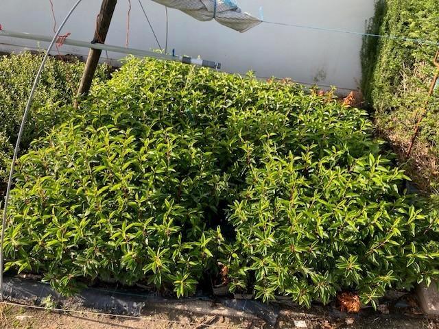 Portugese laurier 40/50 Pot 1.5L, Tuin en Terras, Planten | Struiken en Hagen, Haag, Laurier, Ophalen