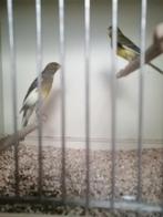 Shots fancy, Dieren en Toebehoren, Vogels | Kanaries