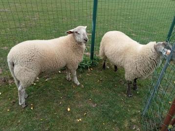 2 mannelijke schapen van 7 maanden oud  beschikbaar voor biedingen