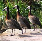 Witwangfluiteend/siereend, Dieren en Toebehoren, Meerdere dieren, Eend