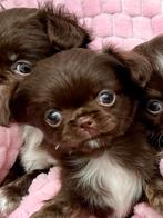 Chocola Chihuahua pups typerende appelkopjes., Dieren en Toebehoren, Honden | Chihuahua's en Gezelschapshonden, België, Particulier