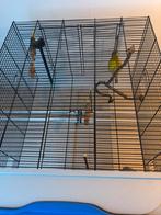 Goede zang vogel (man ) met grote kooi, Animaux & Accessoires, Oiseaux | Canaris, Mâle