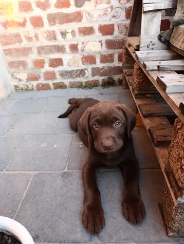 labrador pups te koop beschikbaar voor biedingen