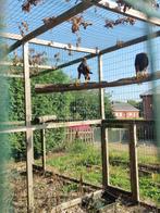 Bewezen kweekkoppel woestijnbuizerds, Dieren en Toebehoren, Vogels | Overige Vogels, Roofvogel, Geringd