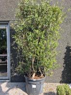 Windscherm Olea Europaea - Olijfboom, Tuin en Terras, Planten | Bomen, Ophalen, Olijfboom