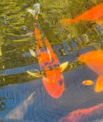 Japanse koi Showa Sanshoku 65 cm, Dieren en Toebehoren