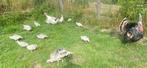 Kalkoen kuikens en barberie eenden kuikens, Dieren en Toebehoren, Kalkoen