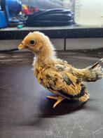 chabo kippen, Dieren en Toebehoren, Pluimvee, Meerdere dieren, Kip
