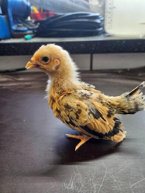 chabo kippen, Dieren en Toebehoren, Pluimvee, Kip, Meerdere dieren