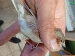 botvink man 2024 voor voliere, Mannelijk, Wildzangvogel, Geringd