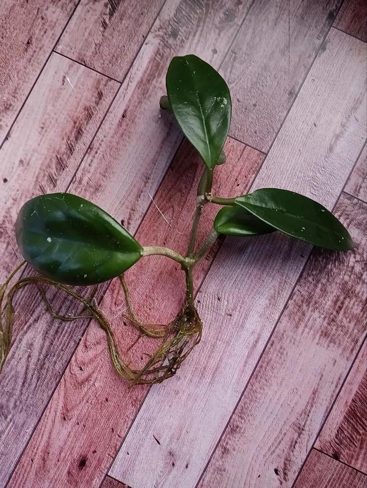 Hoya carnosa gewortelde stekken, Huis en Inrichting, Kamerplanten, Ophalen