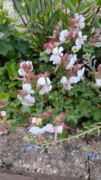 Ooievaarsbek / geranium ,bodembedekker, vanaf 1 euro, Ophalen, Bodembedekkers, Vaste plant, Halfschaduw
