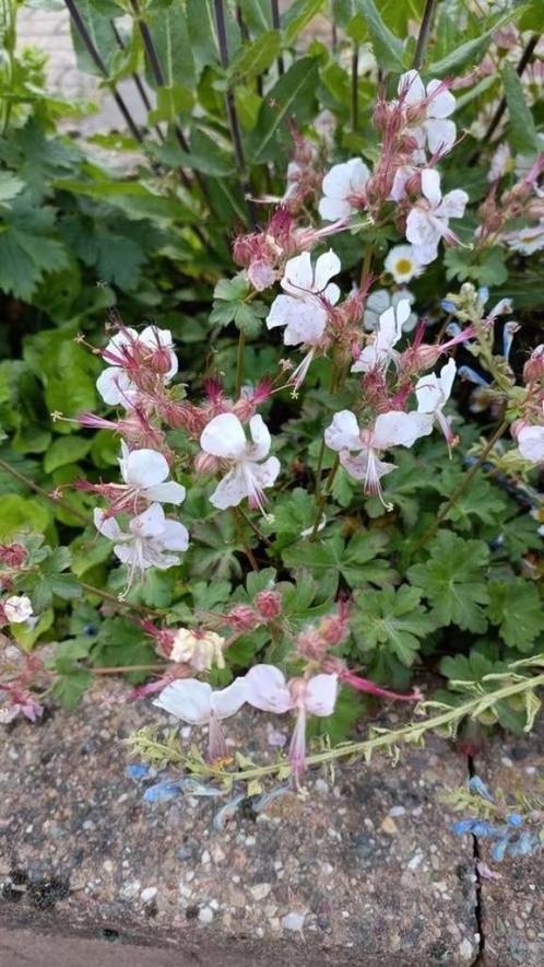 Ooievaarsbek / geranium ,bodembedekker, vanaf 1 euro, Tuin en Terras, Planten | Tuinplanten, Vaste plant, Bodembedekkers, Halfschaduw