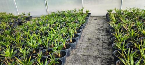Trachycarpus Fortunei palmboom, Jardin & Terrasse, Plantes | Arbres, Palmier, Enlèvement