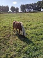 amha  hengstje, Dieren en Toebehoren, Gechipt, Niet van toepassing, Hengst, A pony (tot 1.17m)