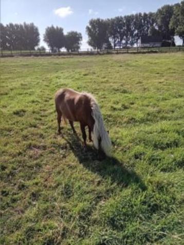 amhr hengstje, Poney de récréation, Poney A (jusqu'à 1.17 m), 3 à 6 ans, Vermifugé