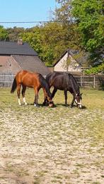 Weide te huur gezocht, Dieren en Toebehoren, Stalling en Weidegang, Weidegang, 2 of 3 paarden of pony's