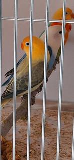 Agaporniden ficheries, Dieren en Toebehoren