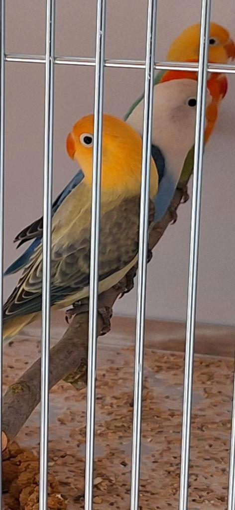 Agaporniden ficheries, Dieren en Toebehoren, Vogels | Kanaries