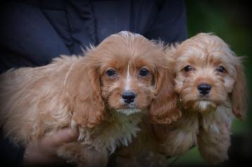 Cavapoo pups