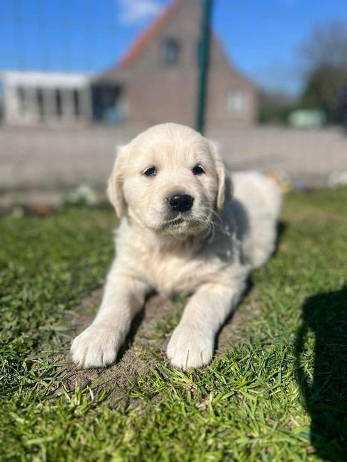 Golden retriever pups, Dieren en Toebehoren, Honden | Retrievers, Spaniëls en Waterhonden, Reu, Golden retriever, Fokker | Professioneel