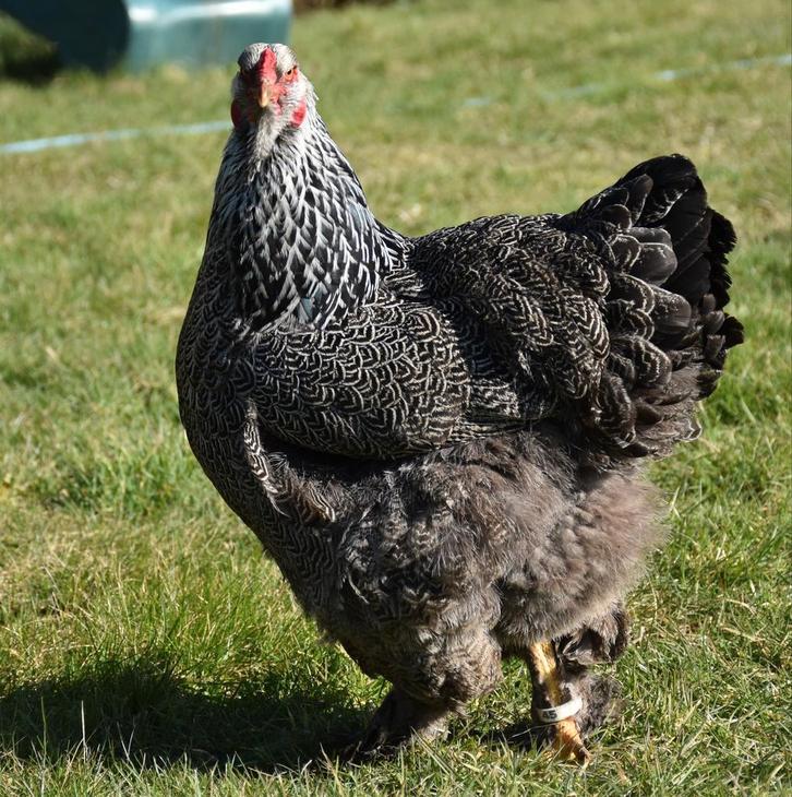 Broedeieren van brahma zilver patrijs., Dieren en Toebehoren, Pluimvee