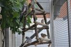 jonge zebravinken, Dieren en Toebehoren, Vogels | Overige Vogels, Meerdere dieren, Tropenvogel