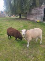 2 vrouwelijke schapen, Dieren en Toebehoren, Schapen, Geiten en Varkens, Vrouwelijk, Schaap, 0 tot 2 jaar
