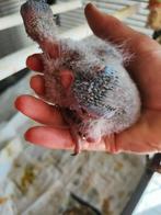 Lory baby v d blauwe bergen, Dieren en Toebehoren, Vogels | Parkieten en Papegaaien, Papegaai, Tam