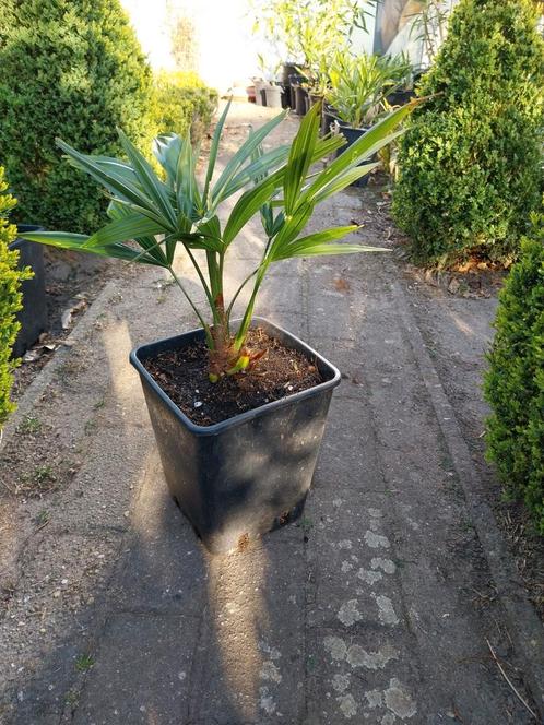Palmplanten trachycarpus fortunei, Tuin en Terras, Planten | Bomen, Ophalen