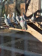 Duiven, Dieren en Toebehoren, Meerdere dieren, Overige soorten