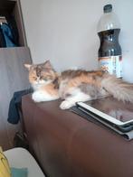Gigi en Gin  zoeken een nieuwe thuis, Meerdere dieren, Gechipt, 3 tot 5 jaar
