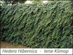 Groenblijvende Hedera-planten, maat 1 meter, 4 €/st, Tuin en Terras, Ophalen of Verzenden, Overige soorten, Haag, 100 tot 250 cm