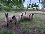 Ram Clun Forest, Mannelijk, Schaap, 0 tot 2 jaar